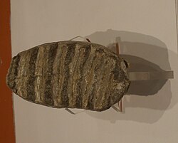 Kutnjak južnoga mamuta