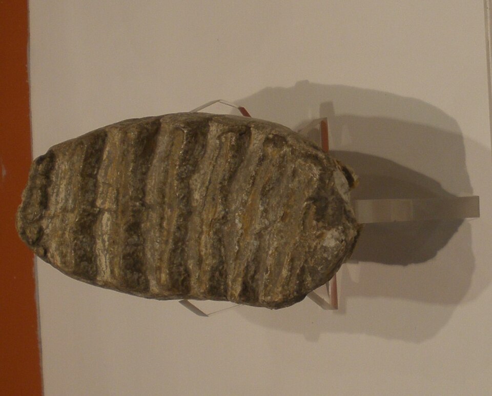 Datoteka:Mammuthus meridionalis molar.JPG