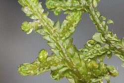 Porella platyphylla
