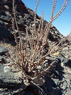 Sarcocaulon marlothii