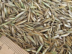 Fotografija sjemenki Festuloliuma na pozadini milimetarskog ravnala.