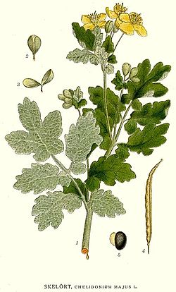 Rosopas, ilustracija