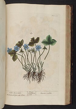 H. nobilis, ilustracija