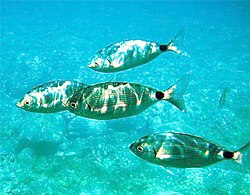 Ušata (Oblada melanura)