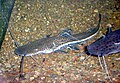 Sorubimichthys planiceps