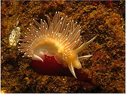 Flabellina trophina