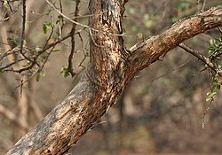 Flacourtia indica kora, Hyderabad