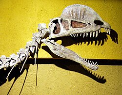 Replika lubanje i vrata vrste Dilophosaurus wetherilli