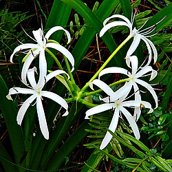 Crinum americanum