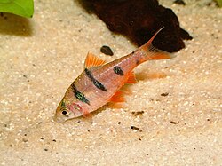 Desmopuntius pentazona