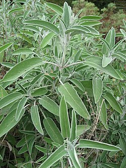 S. officinalis