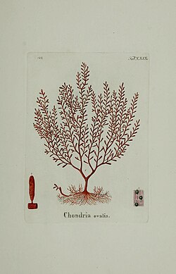 Gastroclonium ovatum