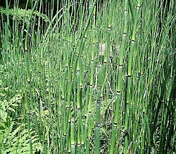 Equisetum giganteum
