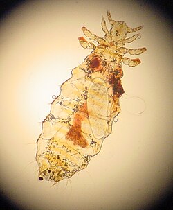 Linognathus setosus (Linognathidae)