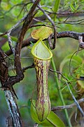 Nepenthes mindanaoensis