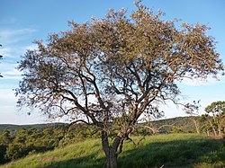 Moquiniastrum polymorphum