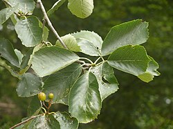 A. schuwerkiorum