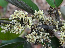 Emmotum nitens, porodica Icacinaceae