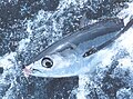 Thunnus alalunga