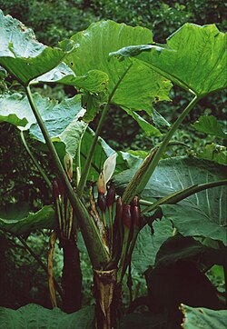 Xanthosoma undipes