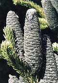 Abies balsamea