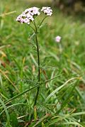 Achillea roseo-alba
