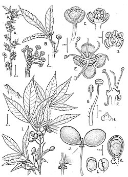 Allophylastrum frutescens, ilustracija
