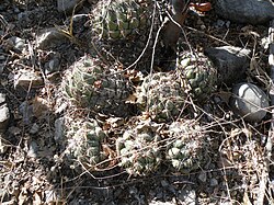 Coryphantha calipensis