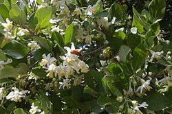 Styrax officinalis