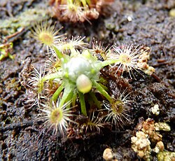 Drosera pycnoblasta