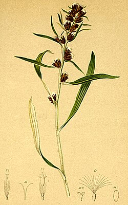 O. norvegica (sin. Gnaphalium norvegicum)