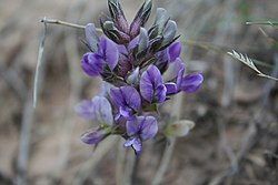 Psoralea esculenta