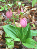 Cypripedium acaule