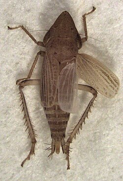 Euacanthella palustris