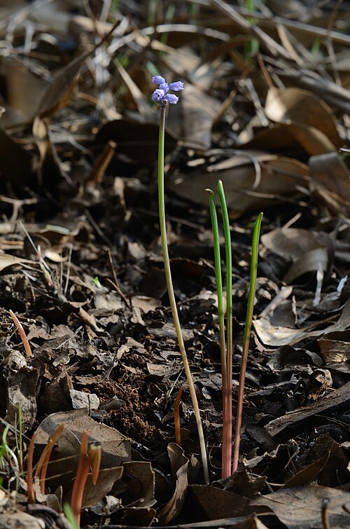 Datoteka:Muscari parviflorum 1.JPG