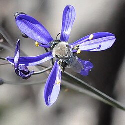 Pasithaea caerulea