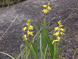 Polystachya microbambusa