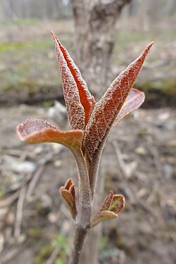 Viburnum lentago