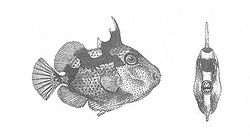 Balistes Phaleratus (danas Abalistes stellaris)