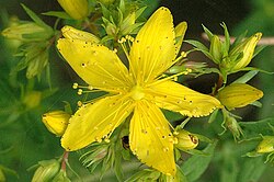 Hypericum perforatum, invazivna vrsta