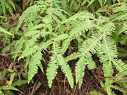 Sticherus owhyhensis