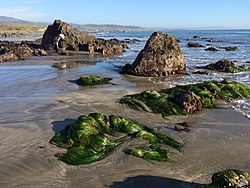 Phyllospadix scouleri