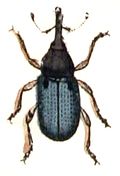 Acalyptus carpini