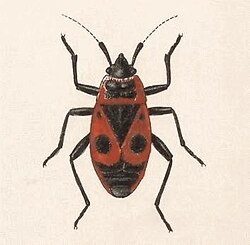 Vatrena stjenica, iluistracija