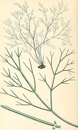 Lychaete pellucida