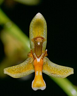 Nabaluia angustifolia