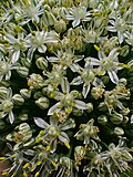 Allium cepa