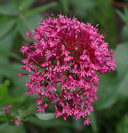 Crvena ostrugica, Centranthus ruber