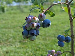 Vaccinium corymbosum