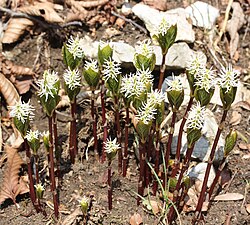 Chloranthus japonicus